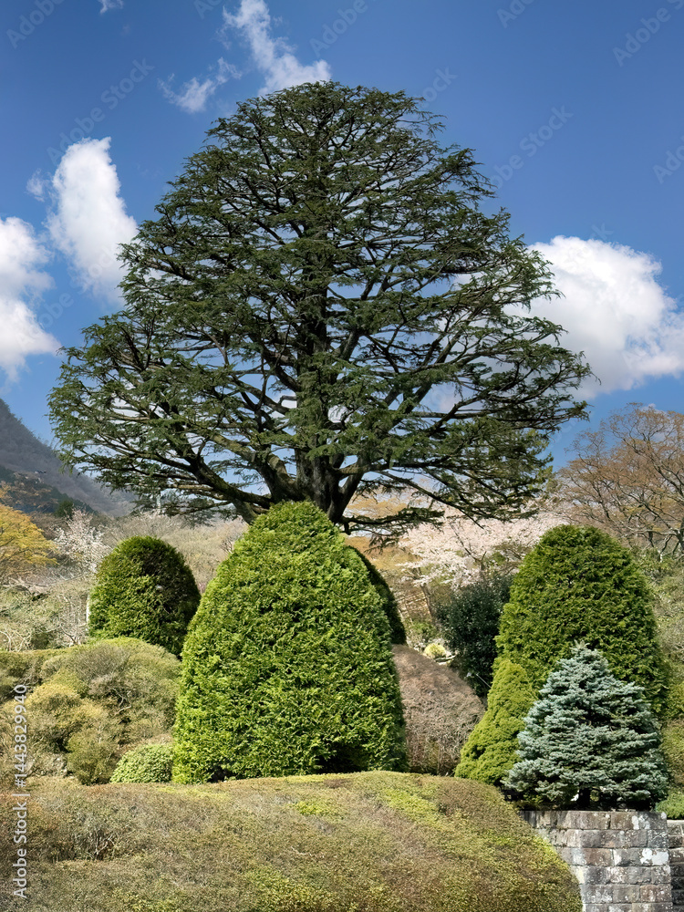 Large evergreen tree during late spring season with sky
