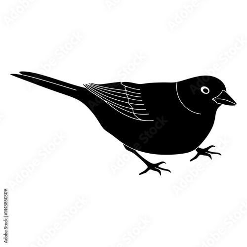 Junco