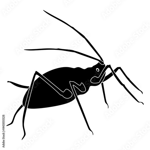 aphid