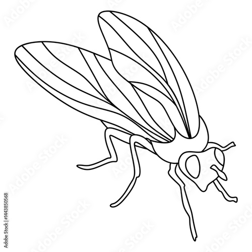 fruit fly