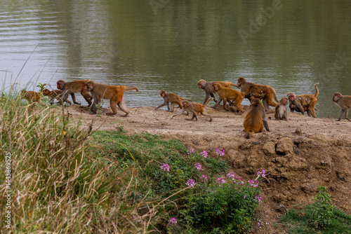Slika na platnu A troop of rhesus monkey