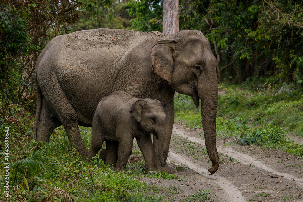 Obraz premium Mother and baby elephant crossing a road at Kaziranga National Park, India 
