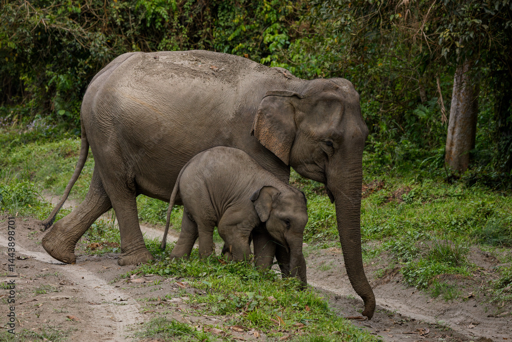 Fototapeta premium Mother and baby elephant crossing a road