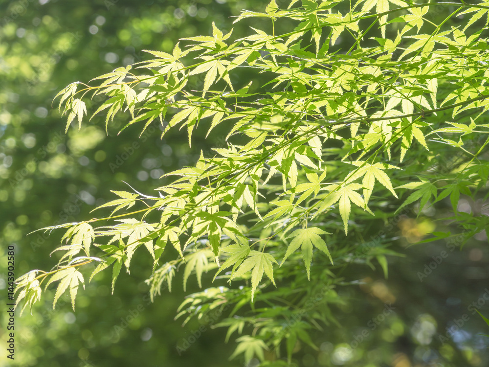 Naklejka premium 春の森 木の葉が輝く82
