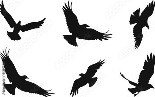 Bird Silhouette Set – Six Black Flying Birds in Motion with Unique Wing Angles, Minimalist High-Contrast Design