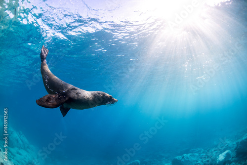 A seal twirls playfully in the crystal-clear water, Australia.
