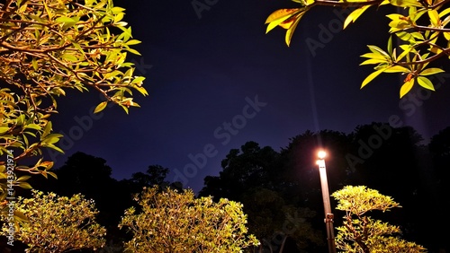 night sky with trees in a garden area and tropical tree leaves at night on a dark background. trees and leaves illuminated by garden lights.