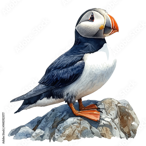 Horned Puffin On A Rocky Shore, vector watercolor illustration, isolated on a white background.