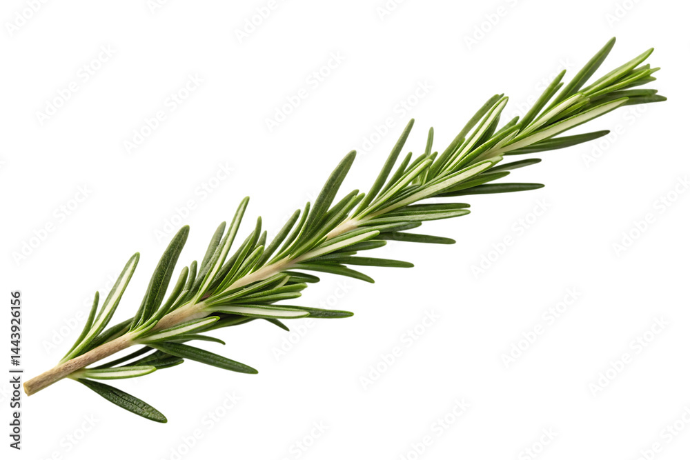Fototapeta premium Fresh Rosemary Sprig Vibrant Green Herb Culinary Ingredient