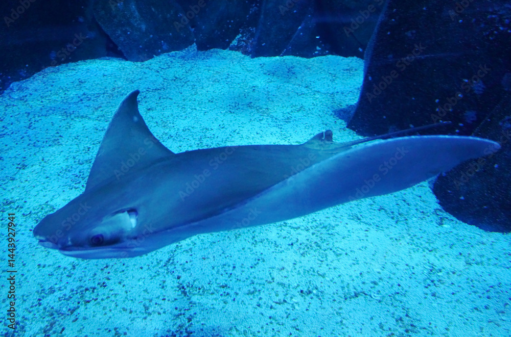 Obraz premium Cownose Ray (Rhinoptera bonasus) in aquarium.