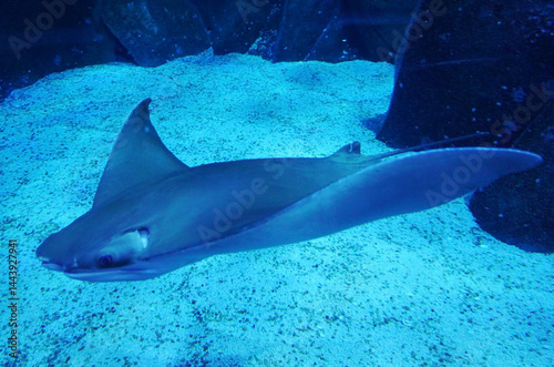 Cownose Ray (Rhinoptera bonasus) in aquarium. photo