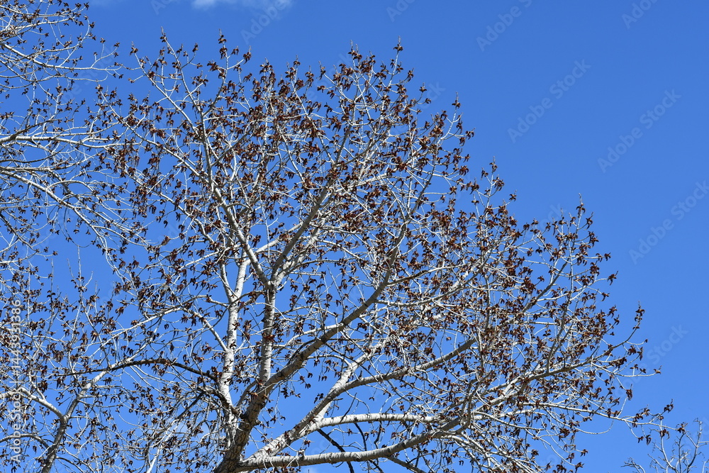 Fototapeta premium Lovely tree with even lovelier blue sky.