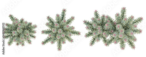 Top view of Euphorbia ascot rainbow flowers on transparent background, 3d plant illustration