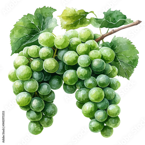 Green Grapes On A Vine Branch, vector watercolor illustration, isolated on a white background.