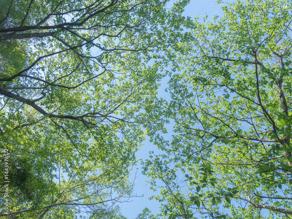 Obraz premium 春の森の隙間から 青空を見上げる17