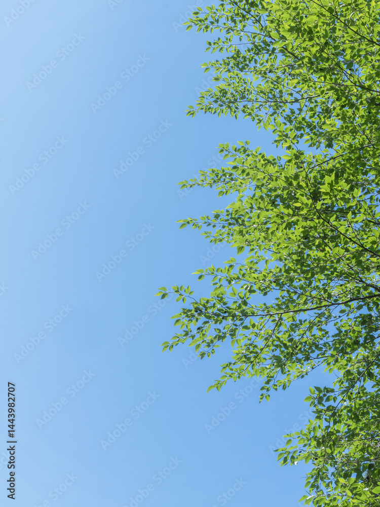 Fototapeta premium 春の森の木々と雲の無い青空14