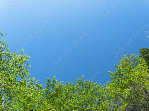 春の森の木々と雲の無い青空36