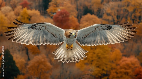 Obraz na płótnie Majestic hawk in flight over autumn forest w salonie
