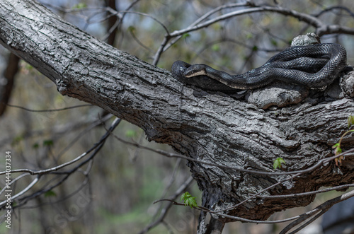 Photography Eastern black rat snake basking on a tree branch from northern Connecticut durin