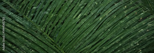 Emerald green palm frond, intricate vein details, background, close up