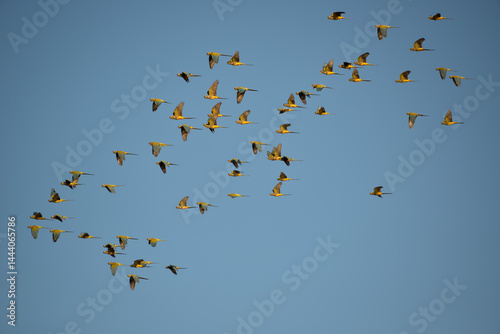large flock of burrowing parrot (Cyanoliseus patagonus) flying by at Lanin national park, patagonia, argentina