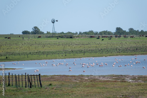 large flock of Chilean flamingo (Phoenicopterus chilensis)  in a lake next to a farm in La Pampa province, argentina