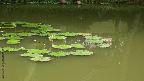 Lotus leaves in a small pond.