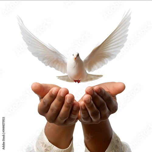 A pair of hands gently releasing a white dove into the air midrelease symbolizing peace or freedom isolated on white high quality