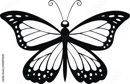 Black and white butterfly wings, a beautiful insect isolated in nature