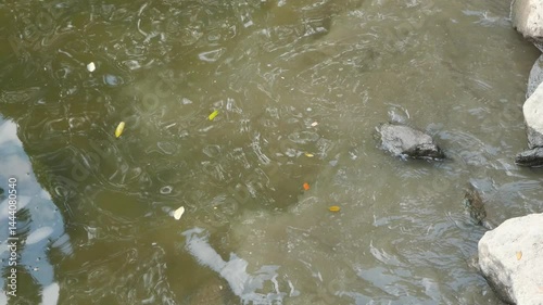Muddy water in a small pond crashing against the shore.