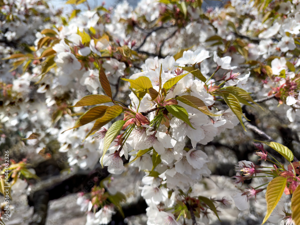 Japanese white cherry tree flowers blossom in late spring season