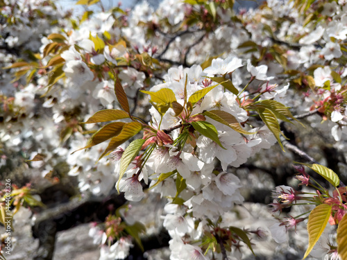 Obraz na płótnie Japanese white cherry tree flowers blossom in late spring season w salonie