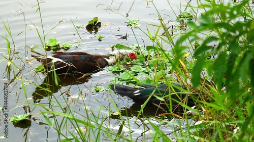 Several ducks swimming in a small pond.