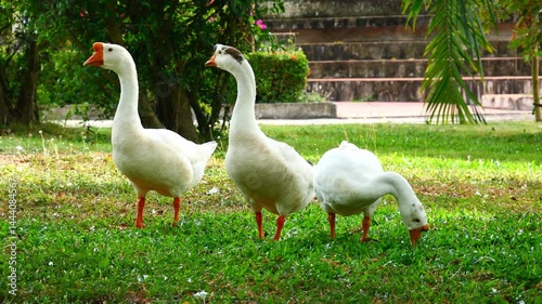 Several ducks foraging in a park.