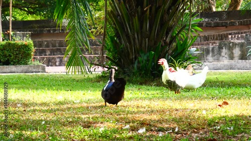 Several ducks foraging in a park.