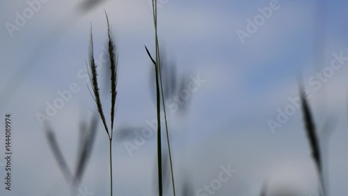 Grass flowers move with the wind.