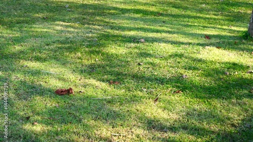 The shadows of leaves moving in the wind on the bright green grass.