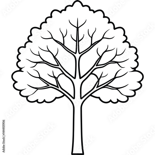 American beech line art vector on white bcckgroud 
