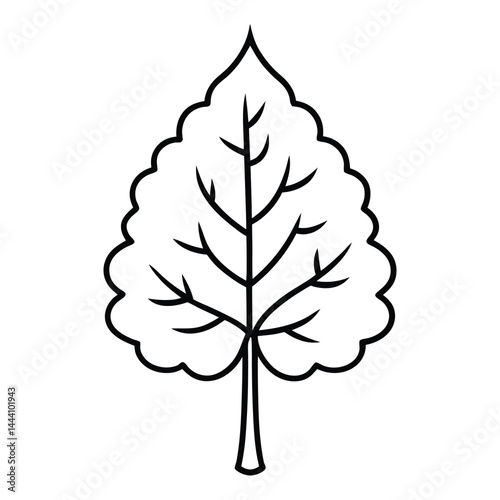 American beech line art vector on white bcckgroud 