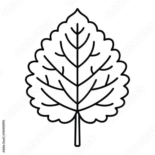 American beech line art vector on white bcckgroud 
