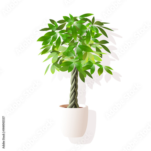 影付きのパキラのベクターイラスト