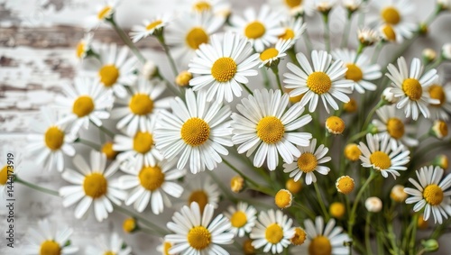 Delicate Daisies in Soft Focus Background