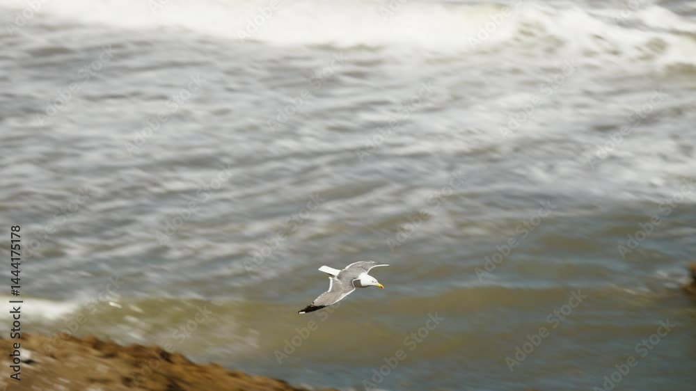 A seagull flies above the Atlantic as ocean waves crash around ancient island ruins off the coast of Essaouira. A seagull flies above the Atlantic as ocean waves crash around ancient island ruins off the coast of Essaouira.
