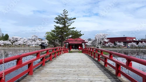 Wallpaper Mural Red bridge to shrine with sakura trees in bloom, peaceful spring day in Aomori Torontodigital.ca