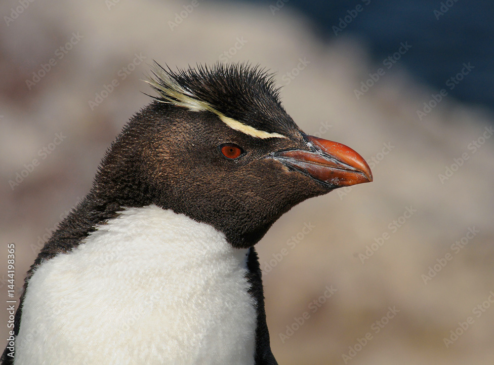 Naklejka premium Pingüino penacho amarillo