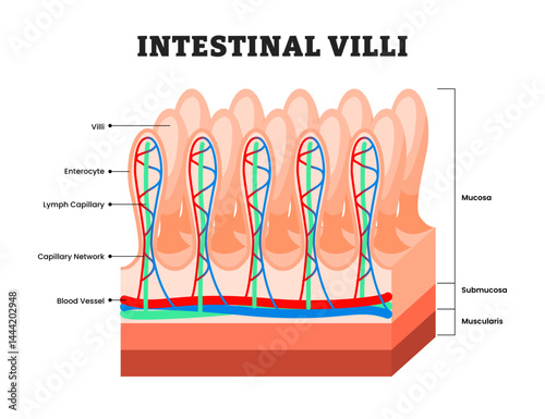 Intestinal Villi structure anatomy diagram,medical poster design healthcare, labeled Capillary, Lacteal, and Epithelial Layers,Key Structure for Nutrient Absorption and Transport in Small intestine.