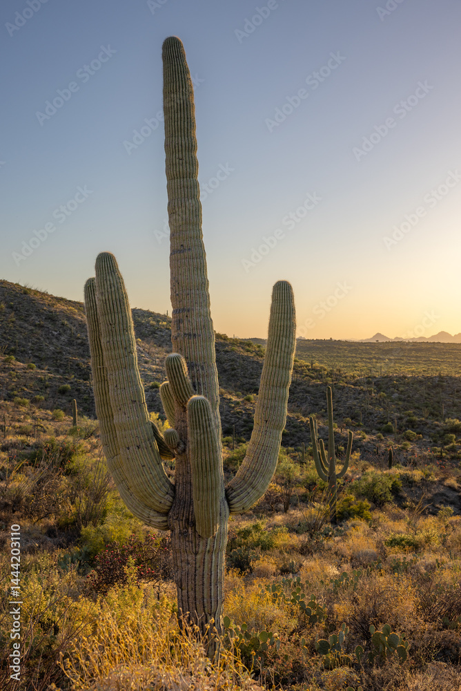A large saguaro cactus rises above the Sonoran desert at sunset near Tanque Verde Ridge in Tucson Arizona