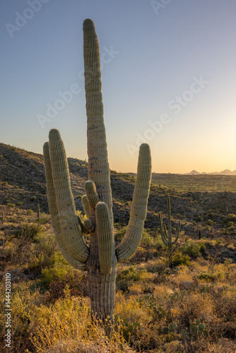 Obraz na płótnie A large saguaro cactus rises above the Sonoran desert at sunset near Tanque Verde Ridge in Tucson Arizona w salonie