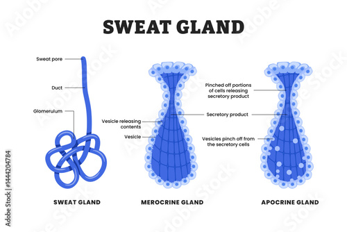 Sweat Gland Structure. educational medical poster design healthcare scheme, labeled Apocrine and Merocrine Mechanisms of Secretion, Duct Pathways, and Thermoregulatory Role in Human Skin.