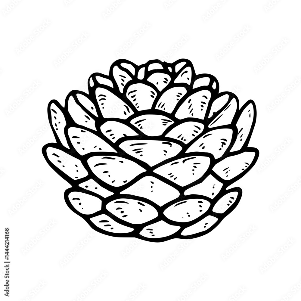 Fototapeta premium Pine Cone Illustration - Hand Drawn Style